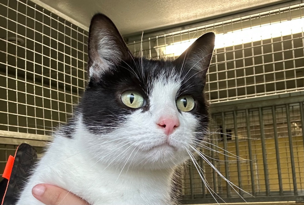 Photo #1 de Fripouille