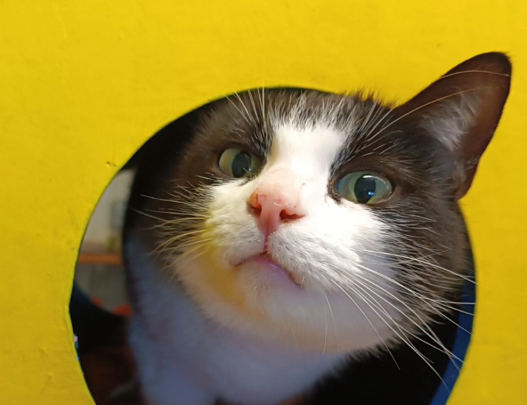 Photo #2 de Fripouille