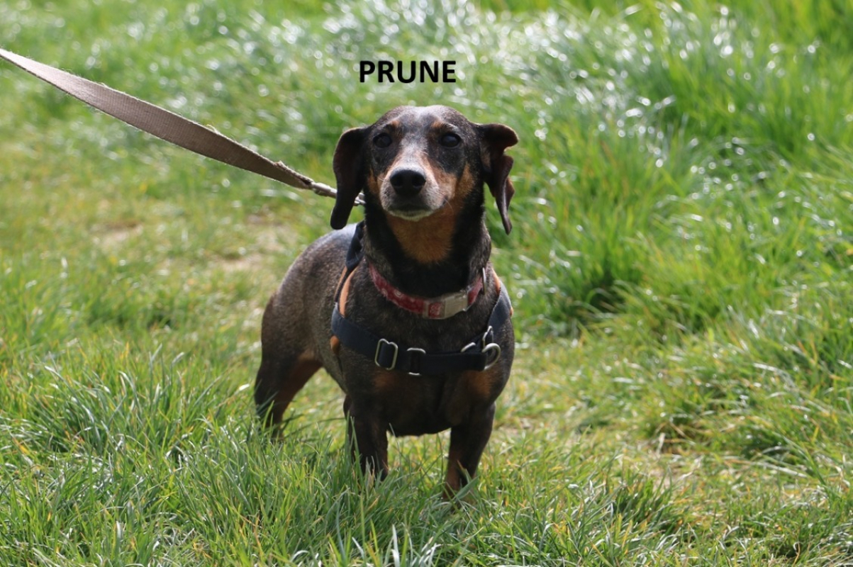 Photo #6 de Prune