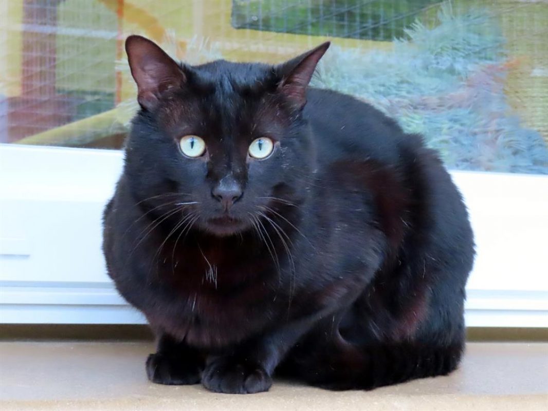 Leo - Chat Européen à adopter