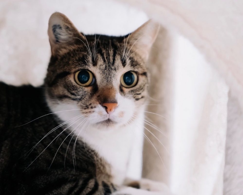 Yuki - Chat Européen à adopter - photo 2