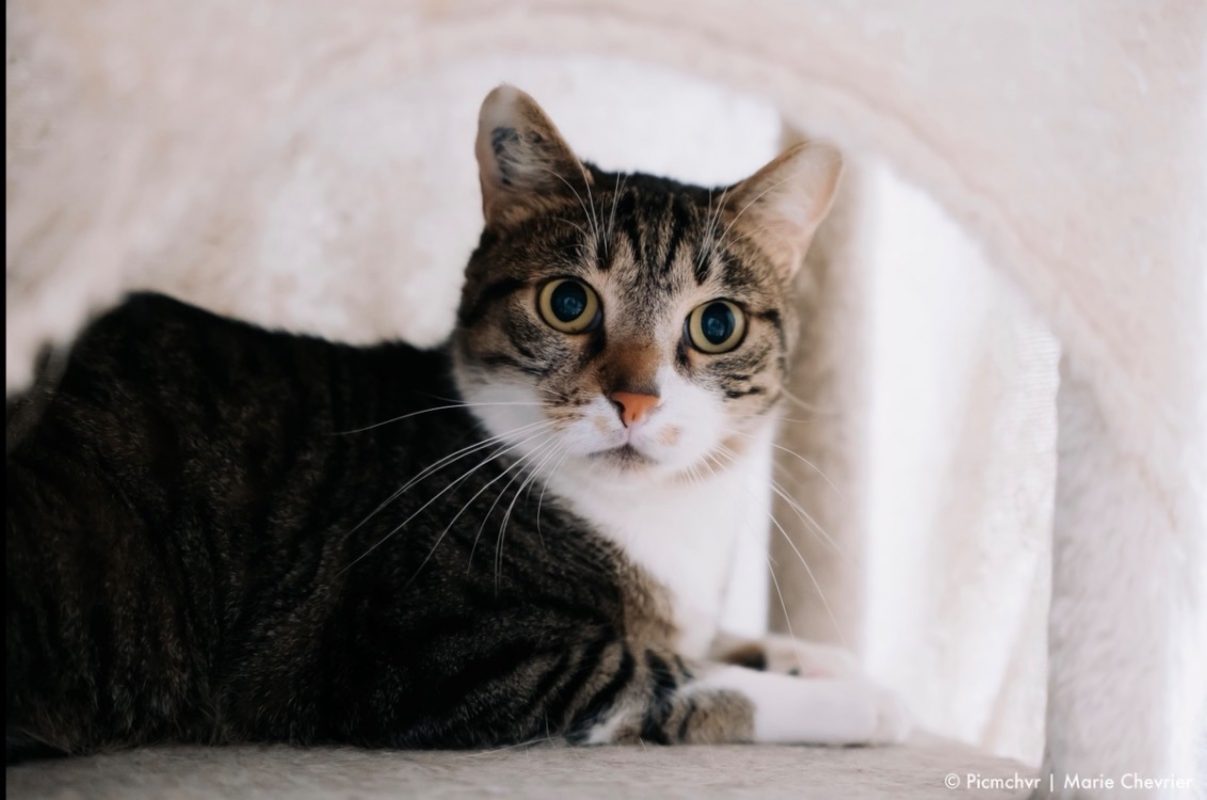 Yuki - Chat Européen à adopter - photo 3