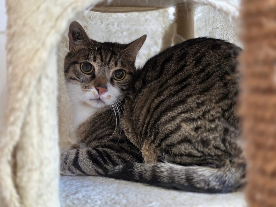 Yuki - Chat Européen à adopter - photo 4