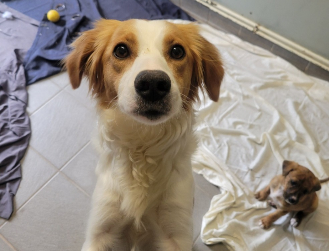 Photo de Choupinette