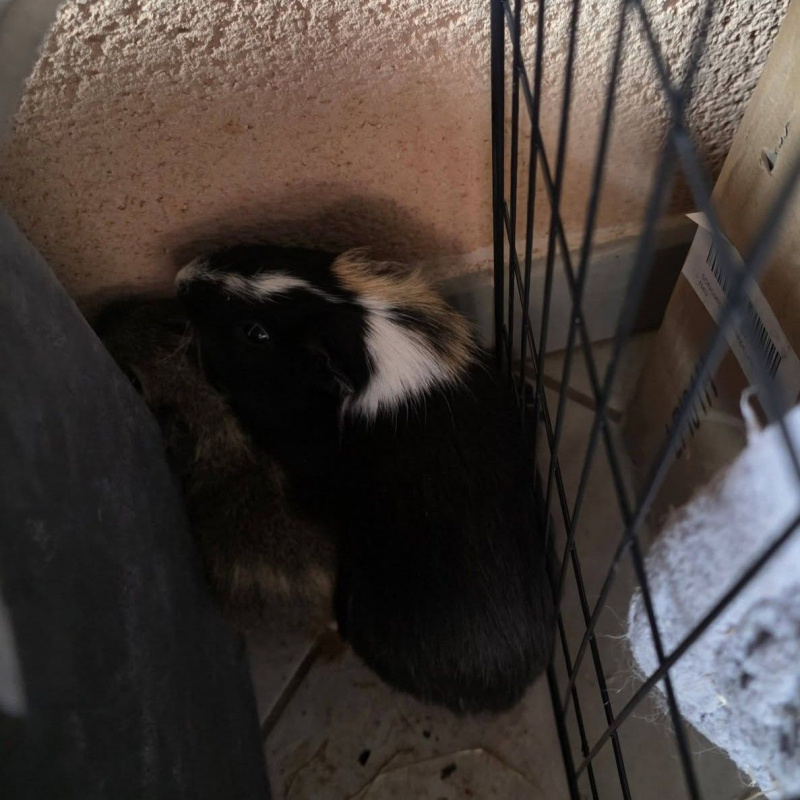 Photo de Karadoc et Arthur