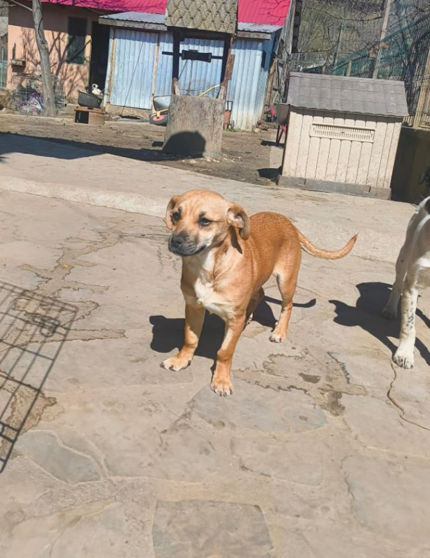 Photo #1 de Khaleesi