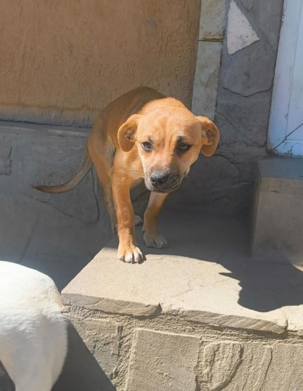 Photo #2 de Khaleesi