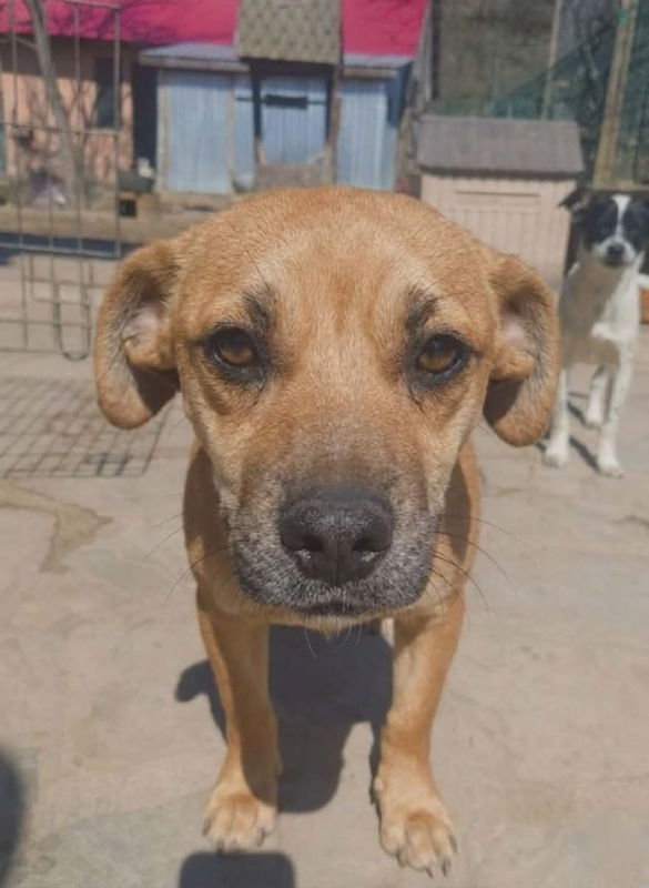 Photo #3 de Khaleesi