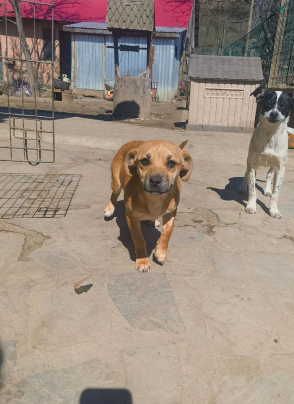 Photo #4 de Khaleesi