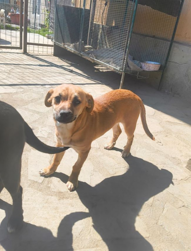 Photo #5 de Khaleesi