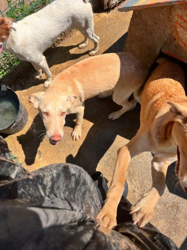 SoNice - Chien à adopter - photo 8