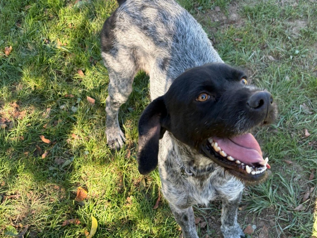 Photo #1 de Bronzino