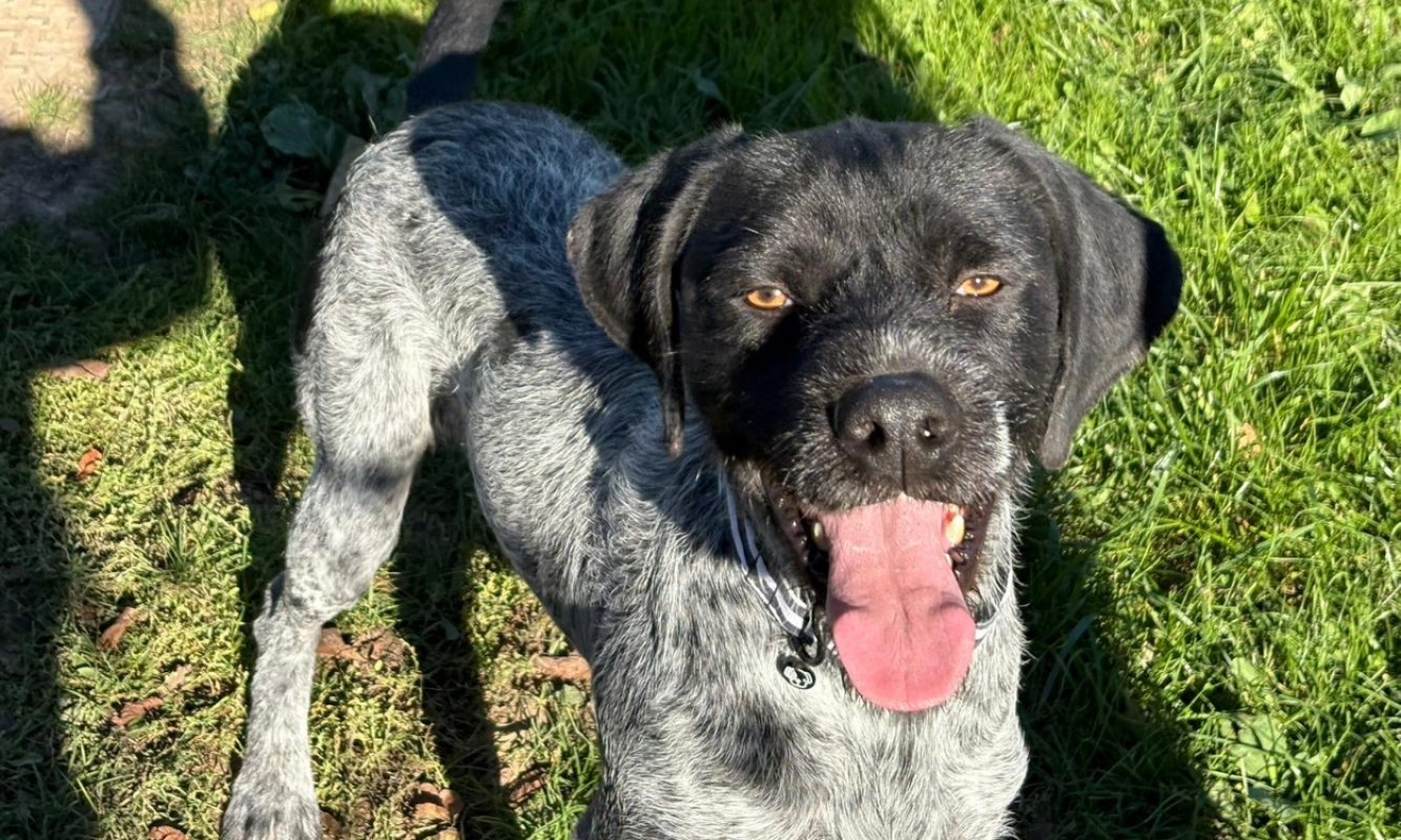 Photo #2 de Bronzino