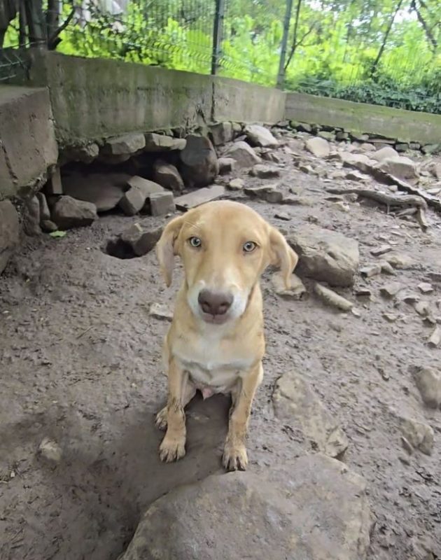 SoSweet - Chien à adopter - photo 10