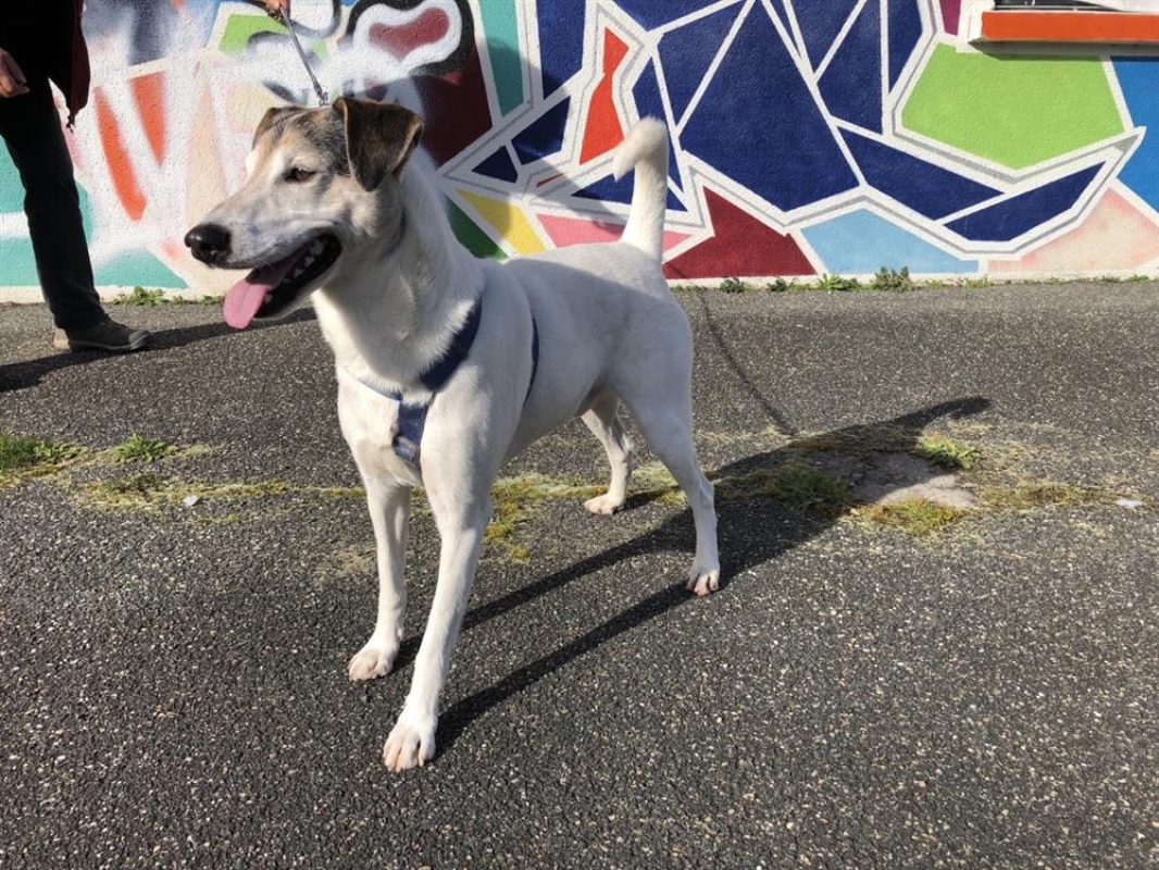 Alpha - Chien Berger à adopter - photo 4