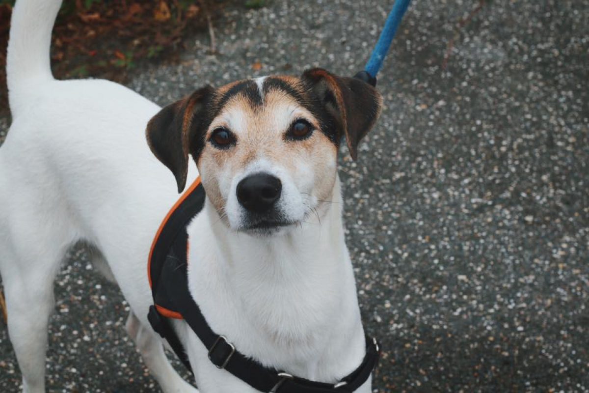 Alpha - Chien Berger à adopter - photo 5