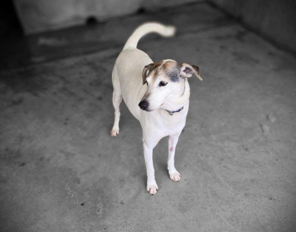 Alpha - Chien Berger à adopter - photo 10