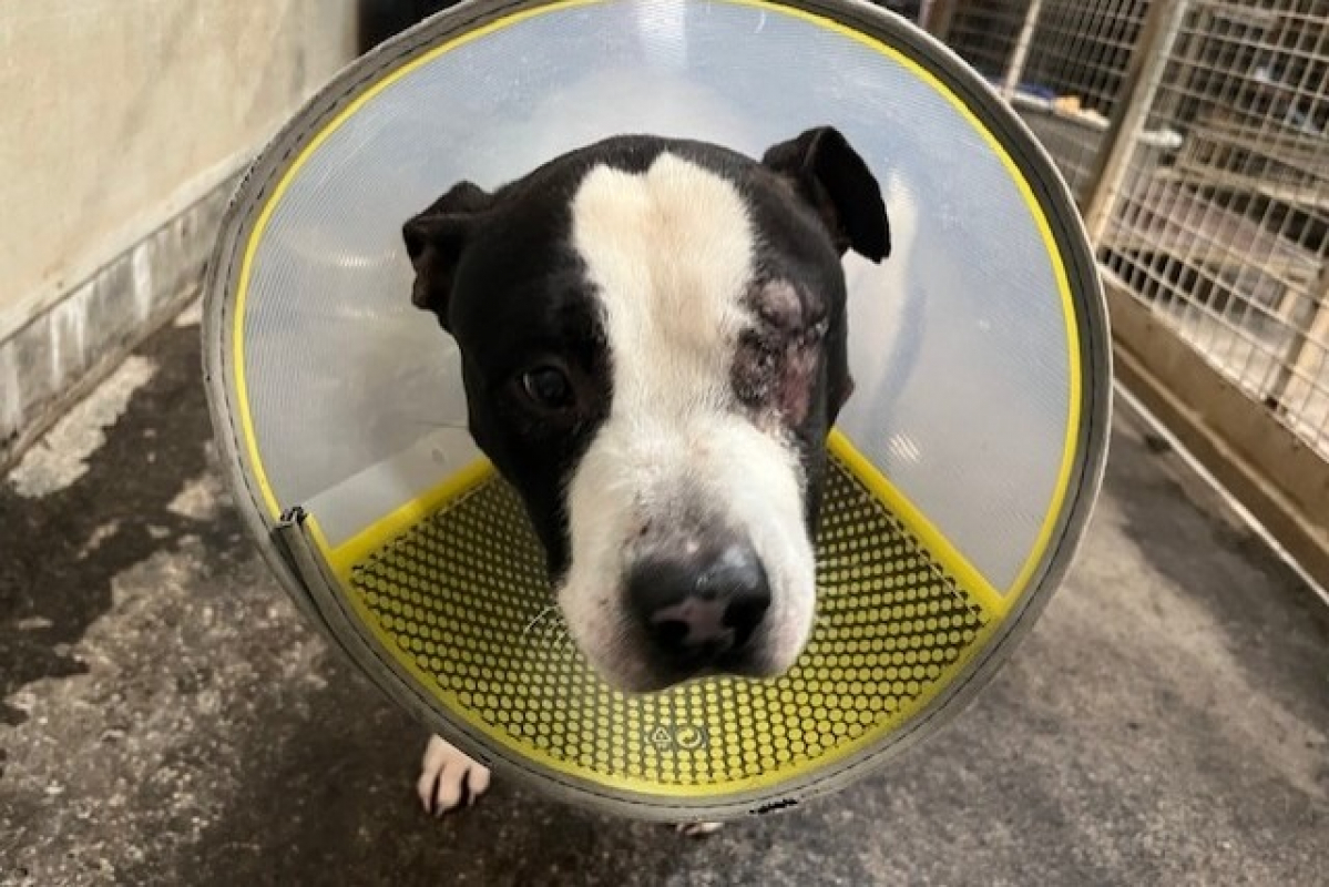 Photo de Eduardo recherche famille relais