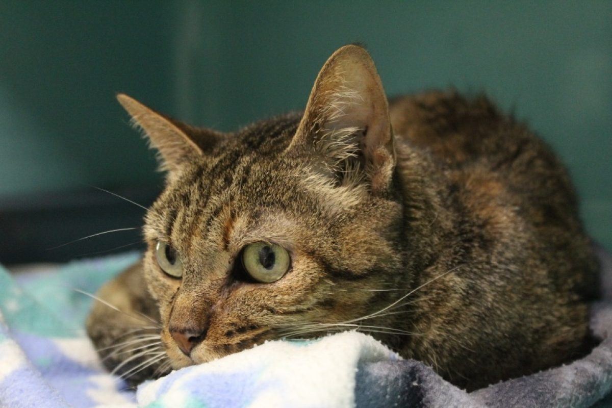 Ophelie - Chat Européen à adopter
