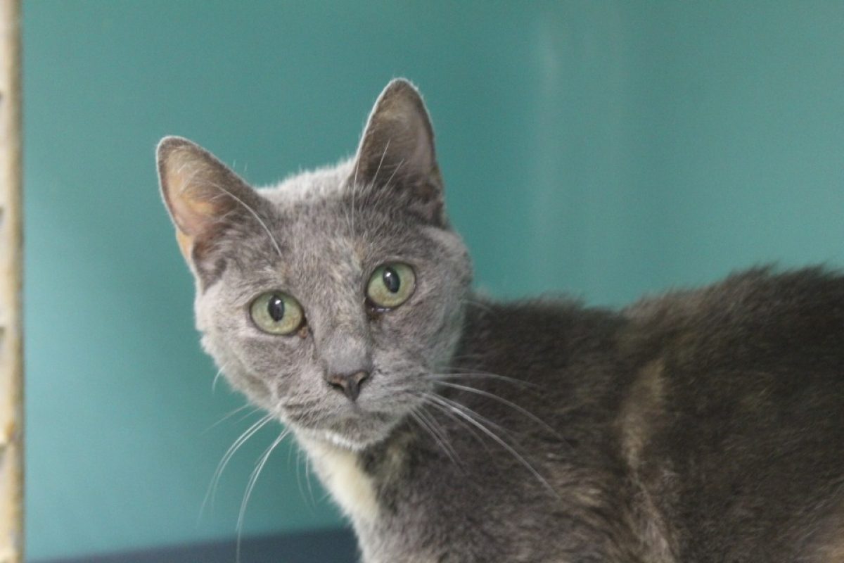 Bagera - Chat Européen à adopter