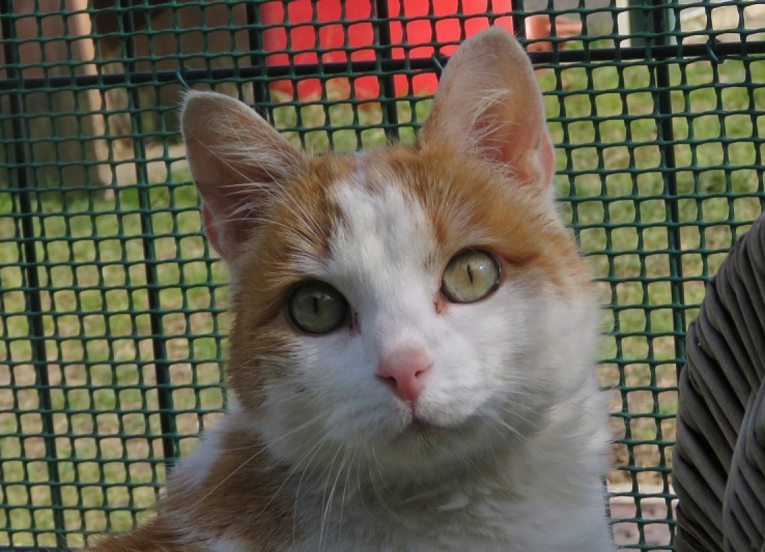 Caramel - Chat Européen à adopter