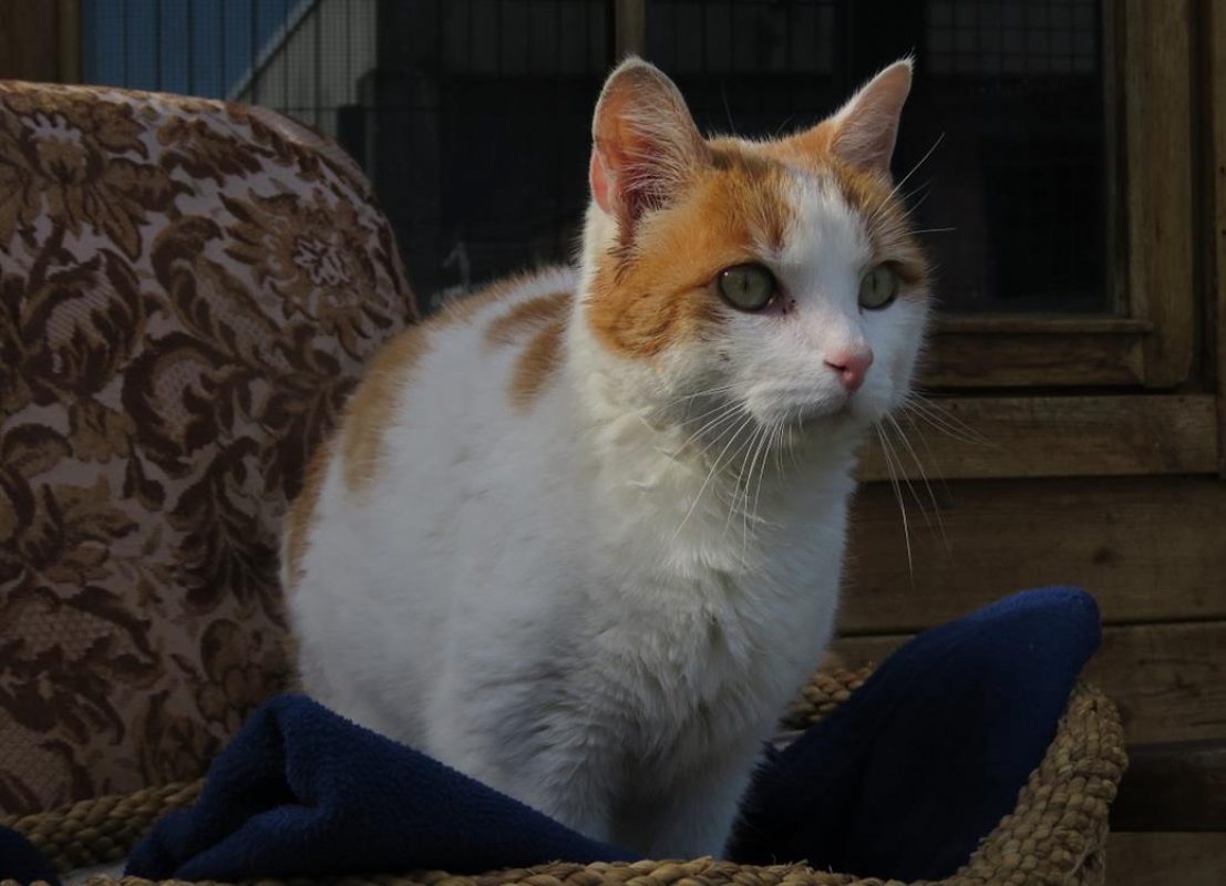 Caramel - Chat Européen à adopter - photo 2