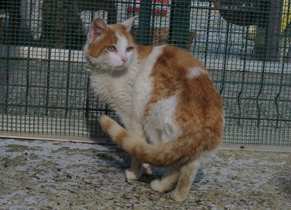 Caramel - Chat Européen à adopter - photo 3