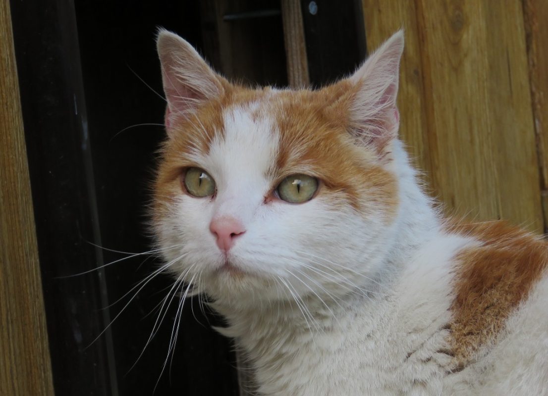 Caramel - Chat Européen à adopter - photo 4