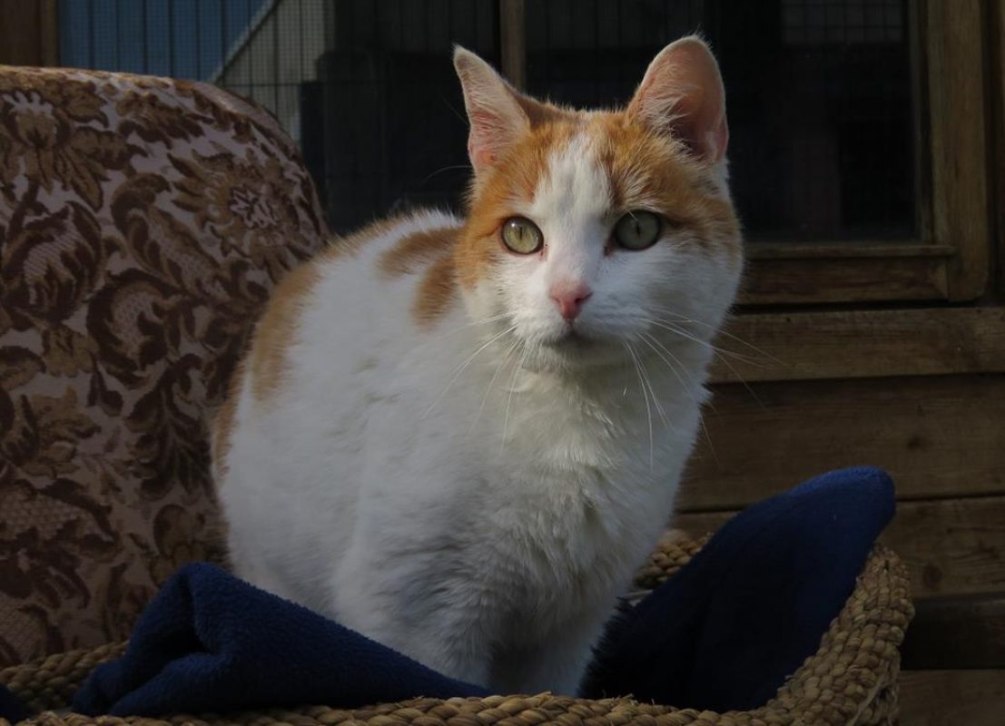 Caramel - Chat Européen à adopter - photo 5