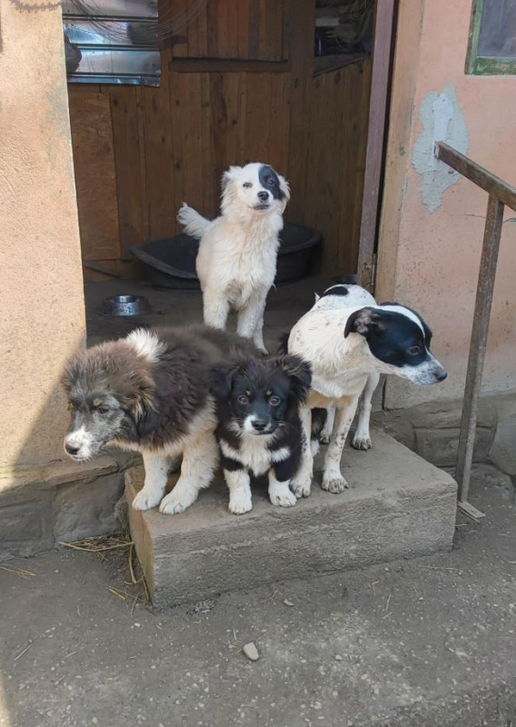 Photo #1 de Gardenia