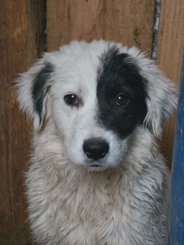 Photo #3 de Gardenia