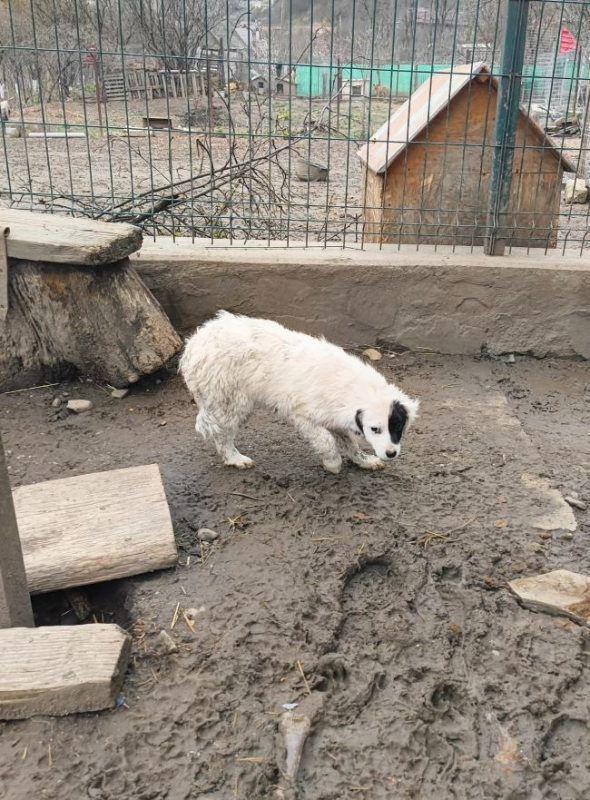 Photo #5 de Gardenia