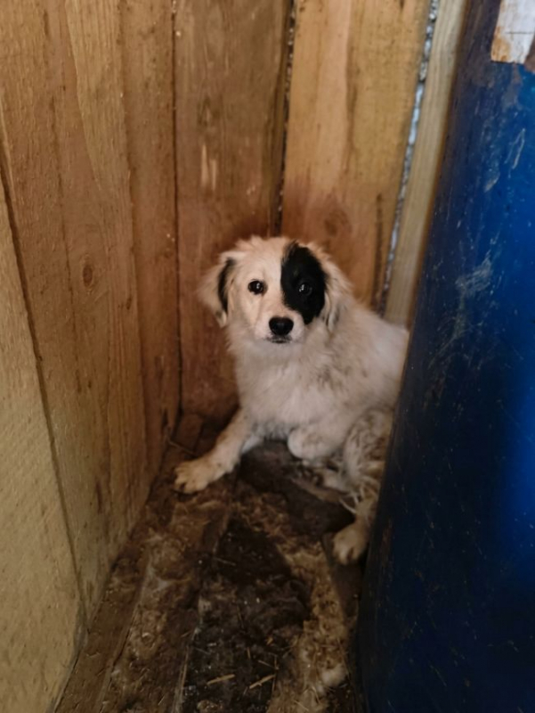 Photo #6 de Gardenia