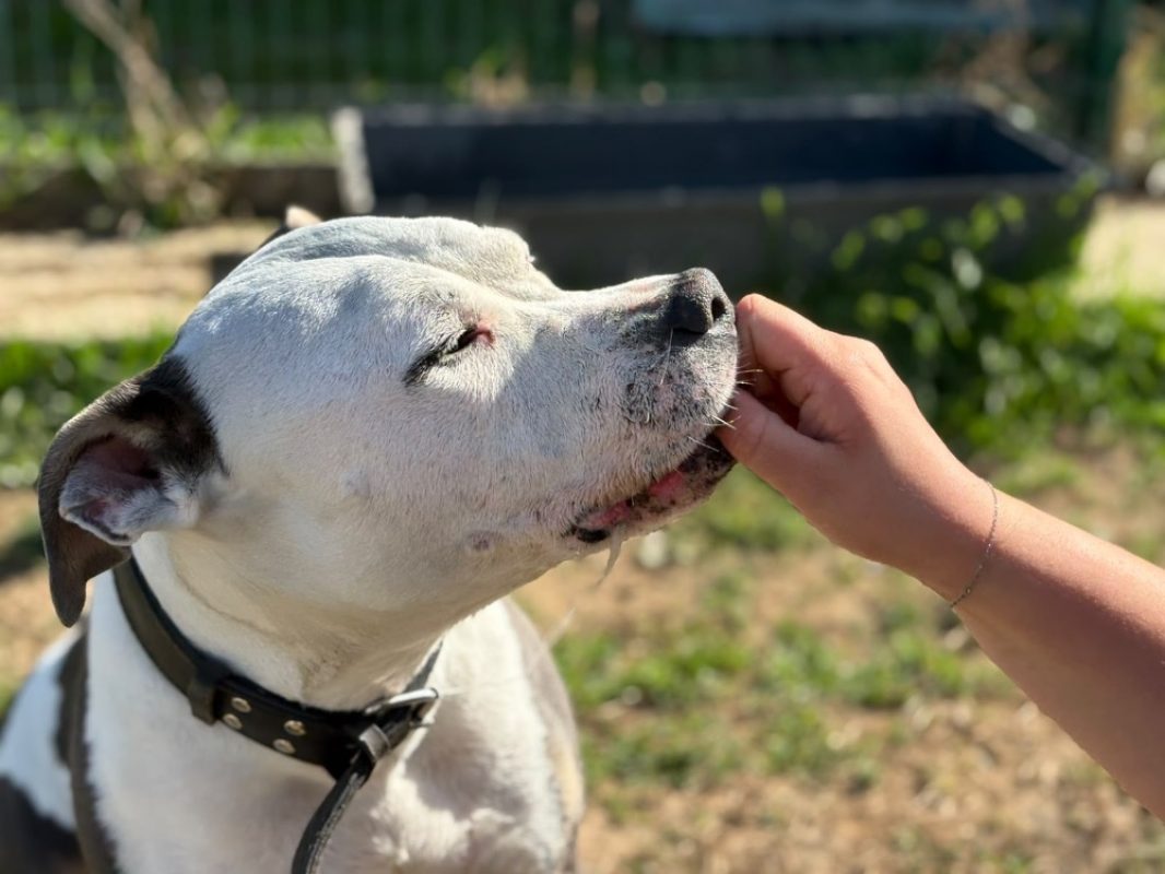 Sakho - Chien à adopter