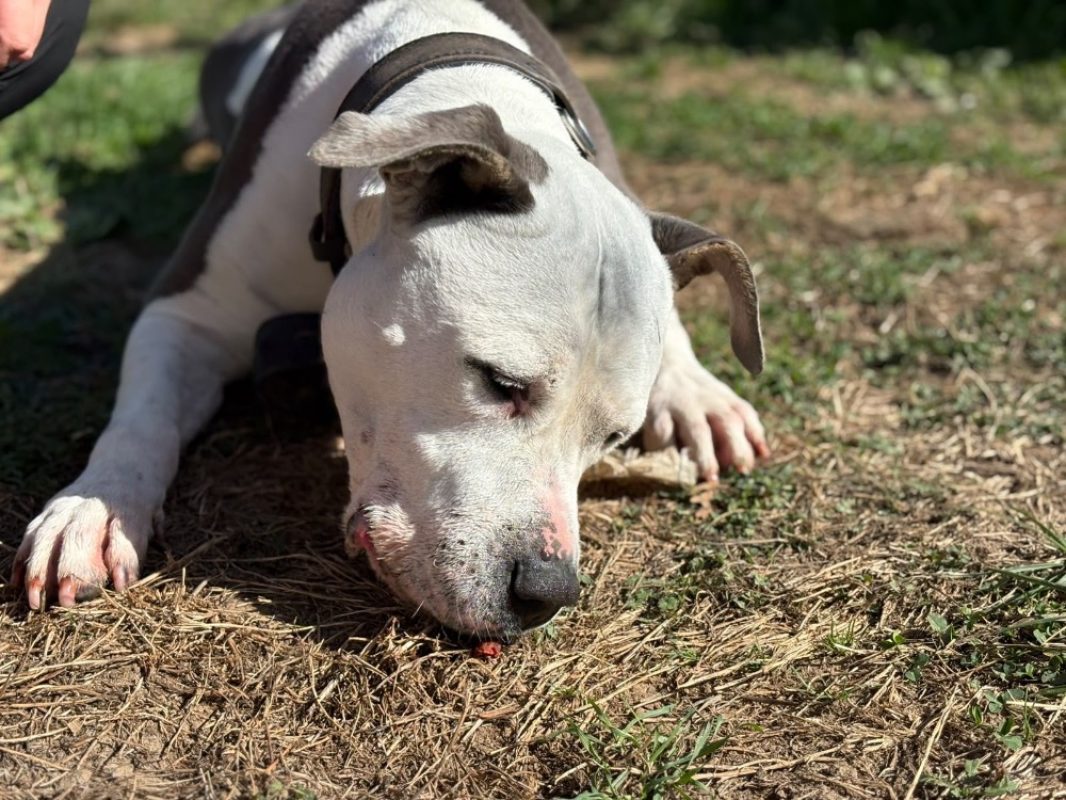 Sakho - Chien à adopter - photo 2