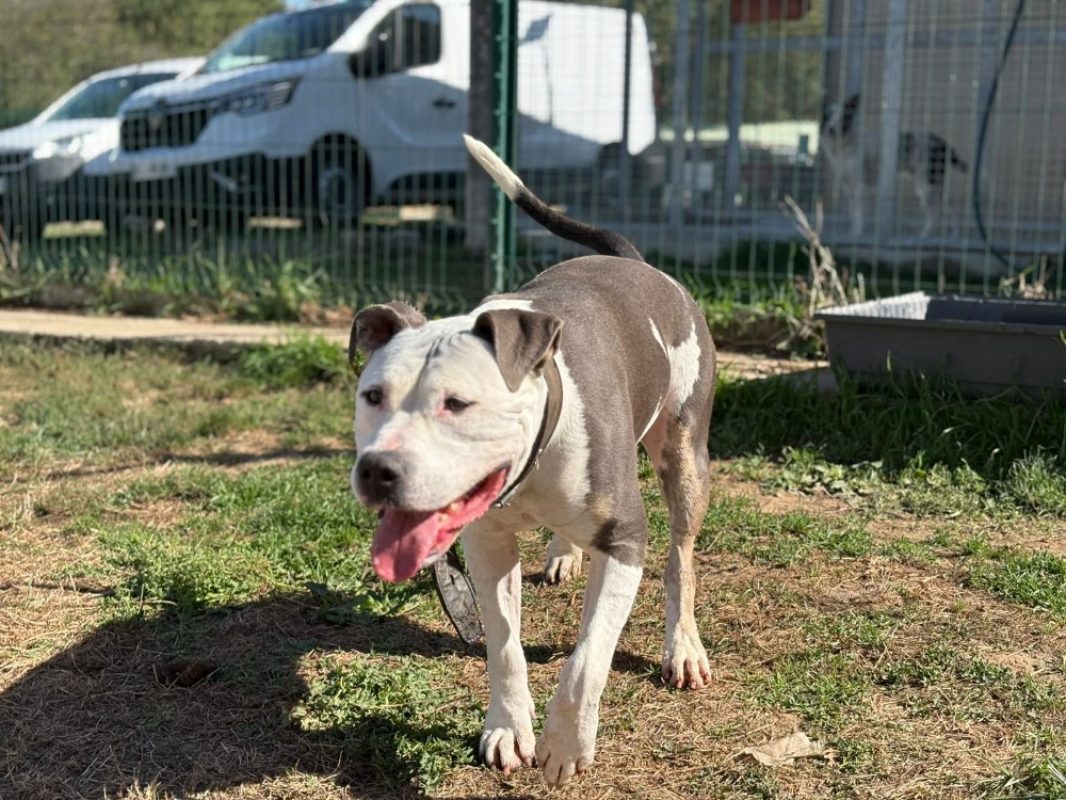 Sakho - Chien à adopter - photo 3