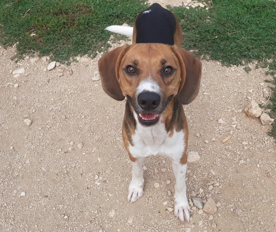 Photo de Chorizo