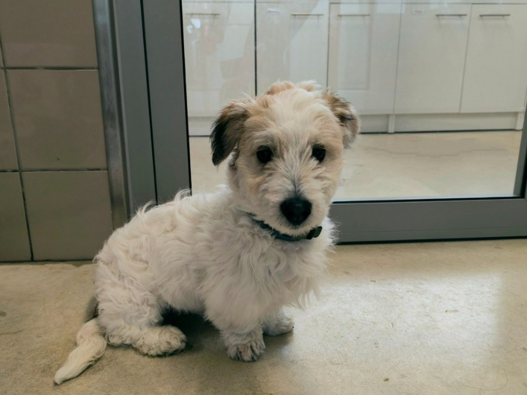 Photo #2 de Oliver