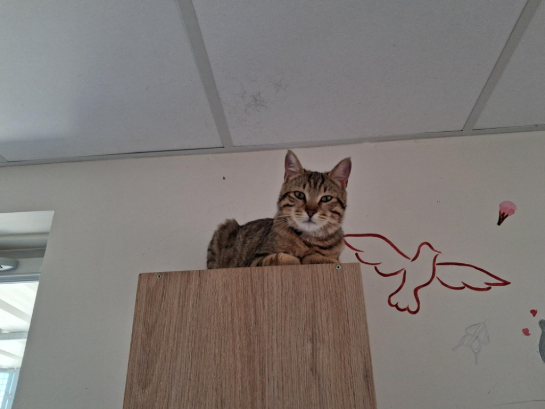 Photo de Simba réservé