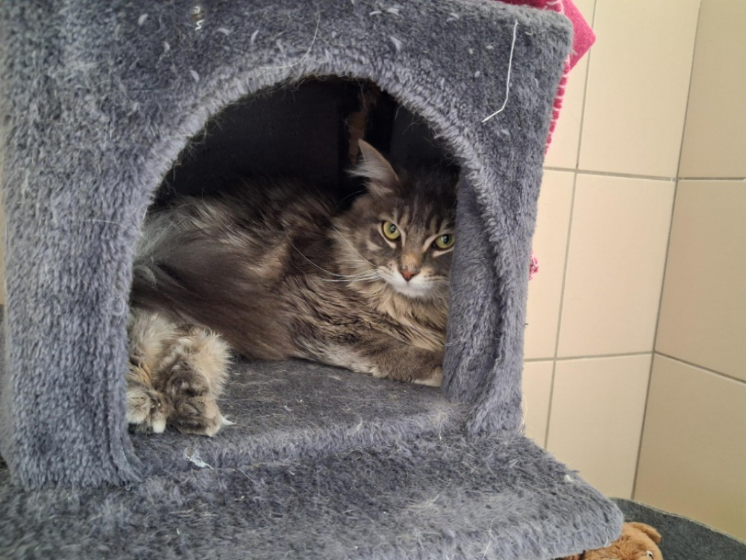 Photo de Smoky réservé