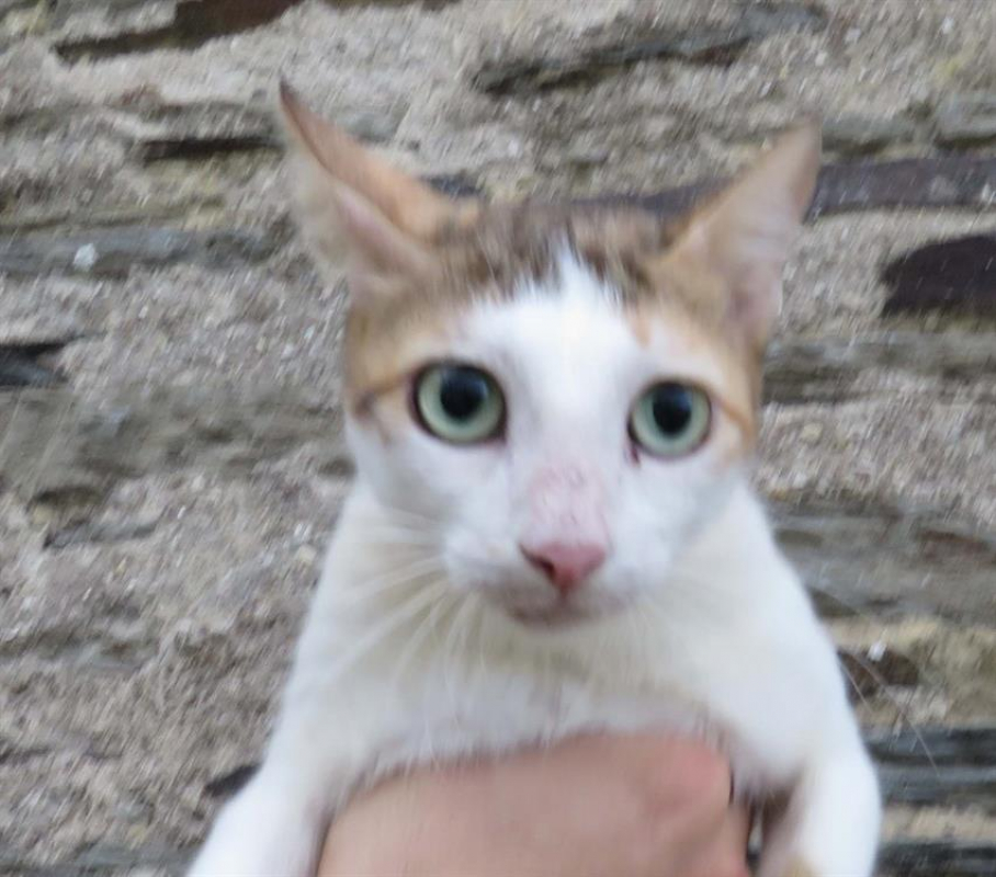 Photo de Shirali