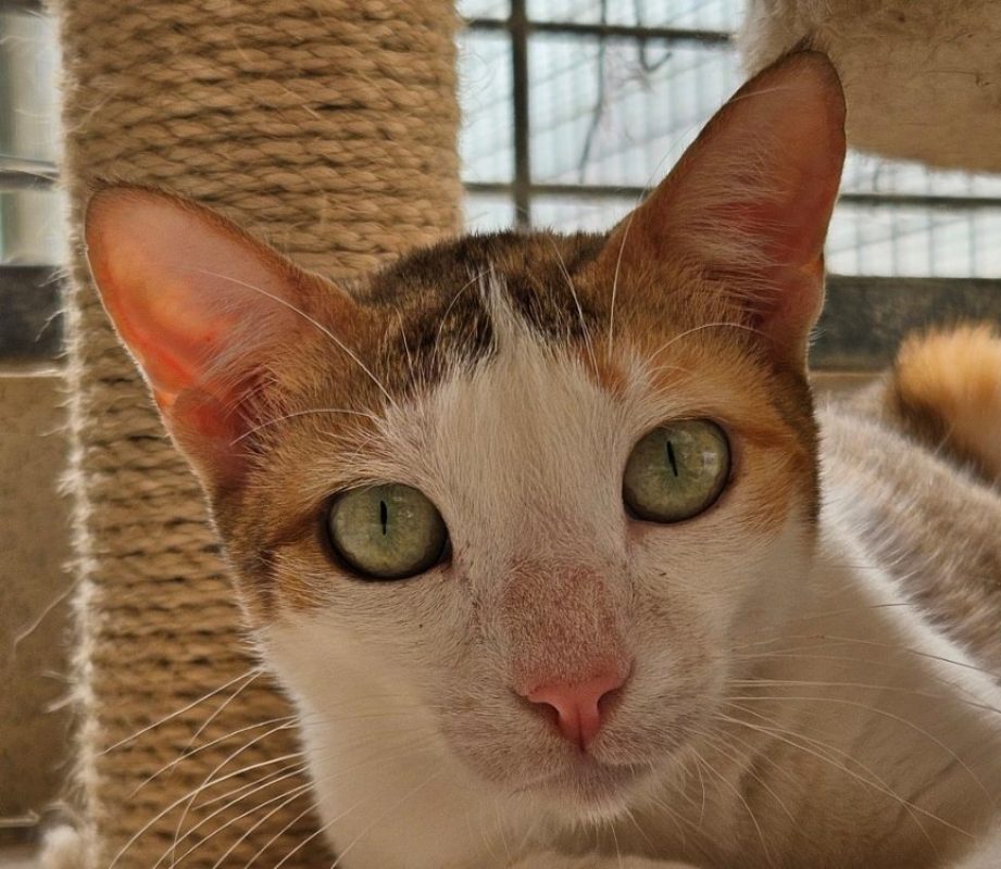 Shirali - Chat Européen à adopter