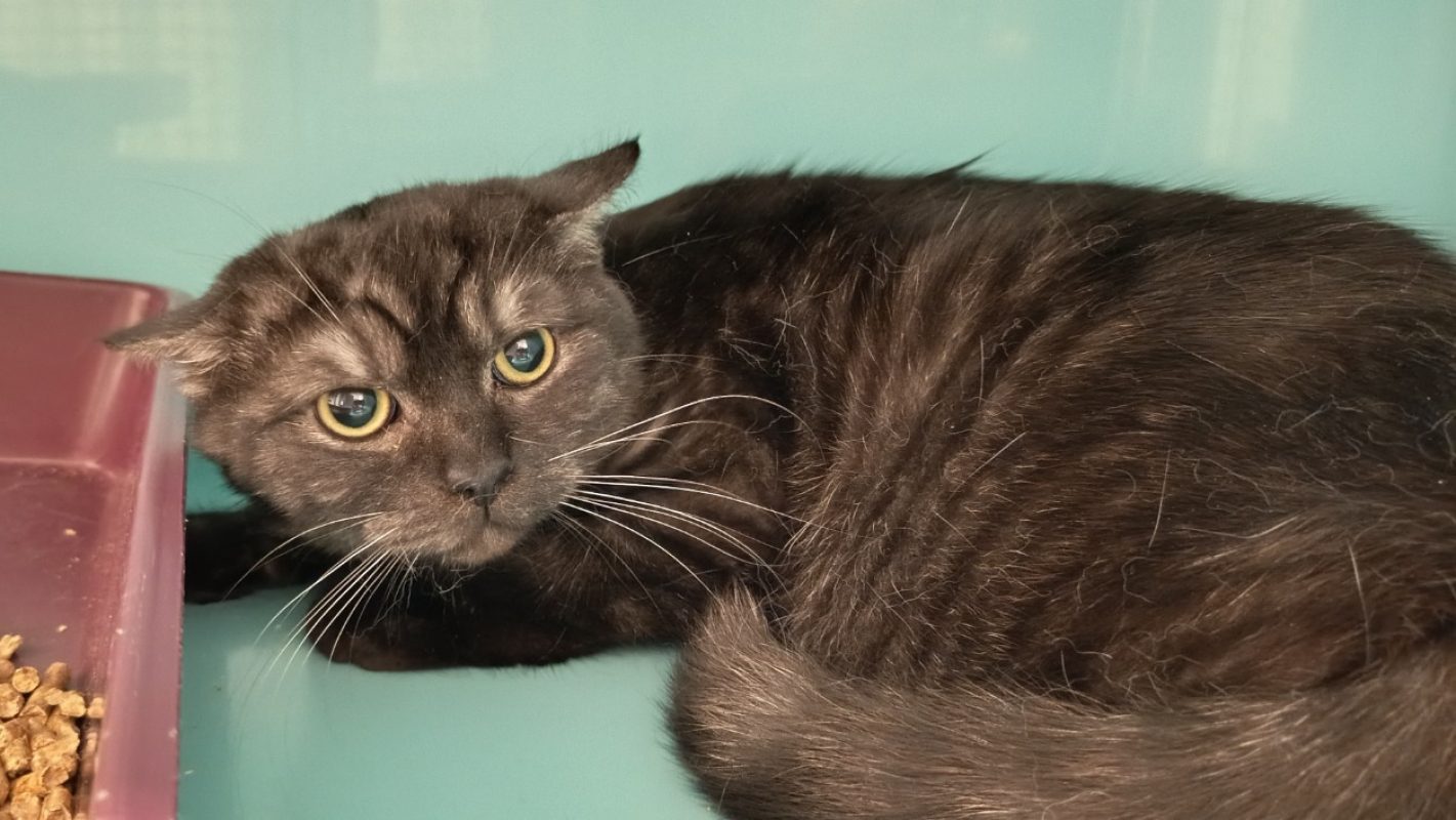 Shuki - Européen à adopter à Vaux-le-Pénil (77) - Animaux.fr