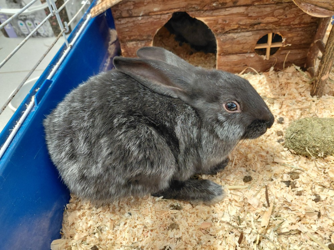 Photo de Nesquick dit zorro