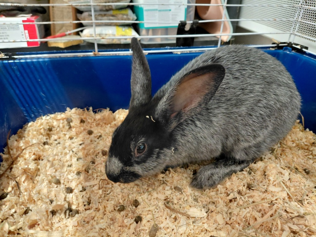 Photo de Benco dit antonio