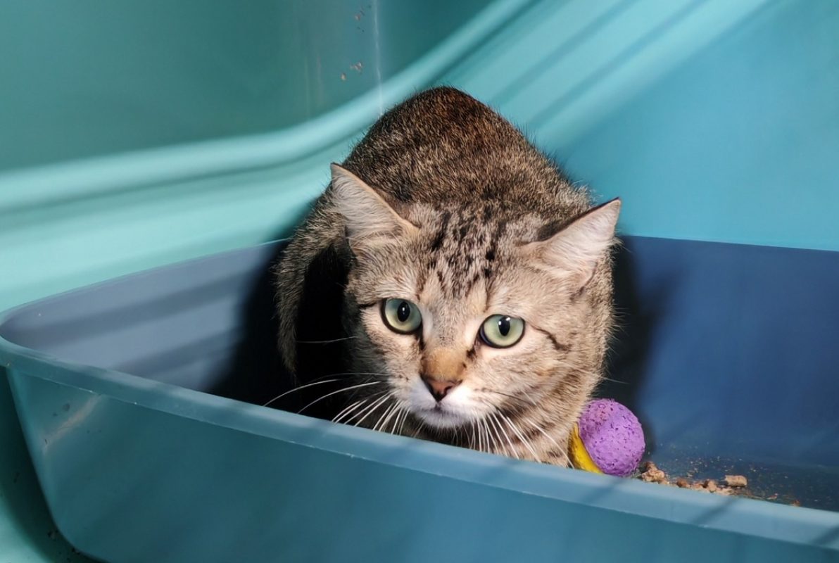 Magnolia - Chat Européen à adopter