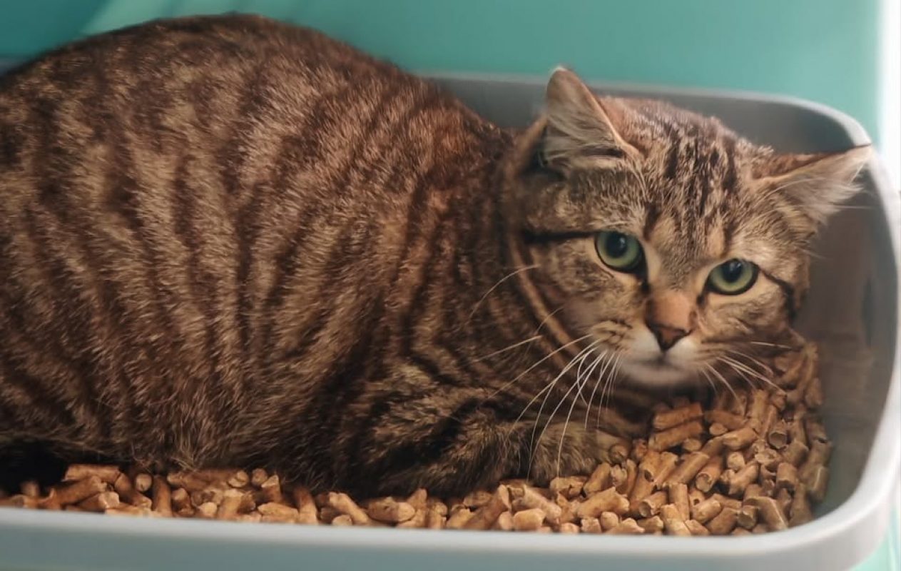 Magnolia - Chat Européen à adopter - photo 2