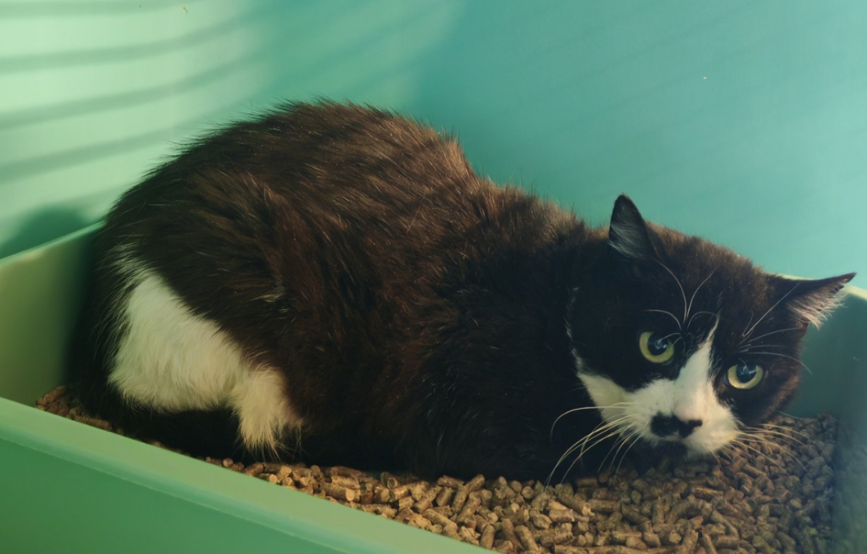 Photo de Oreo