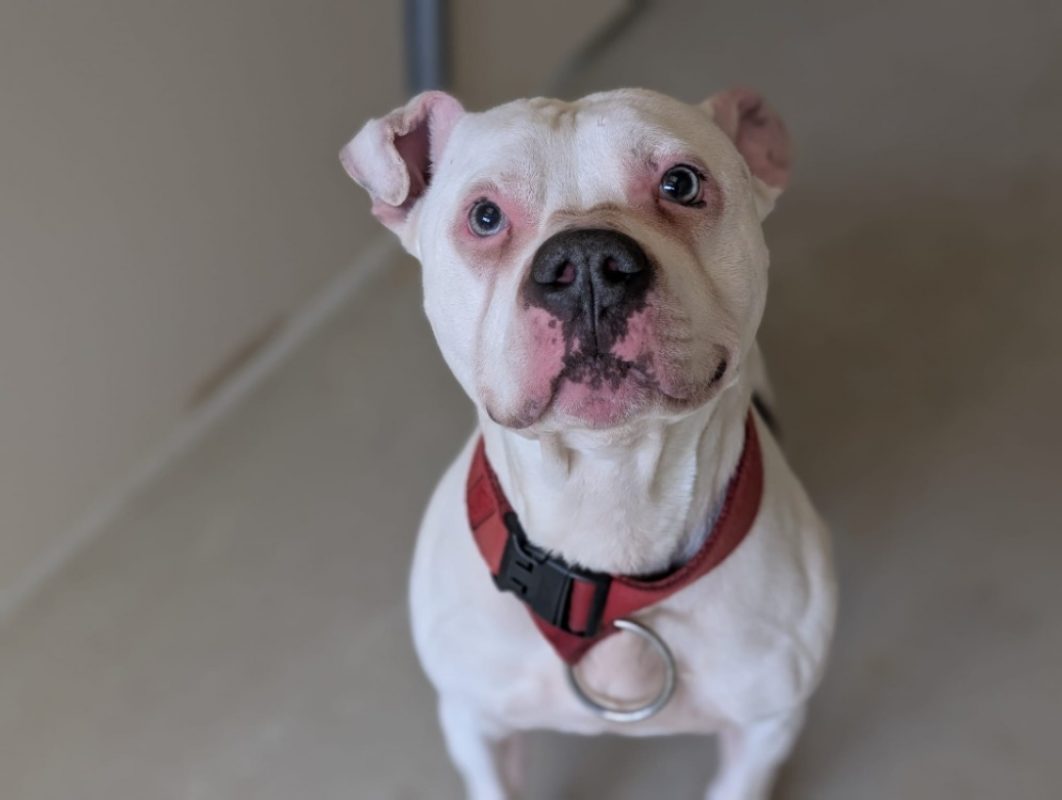 Fute - Chien à adopter