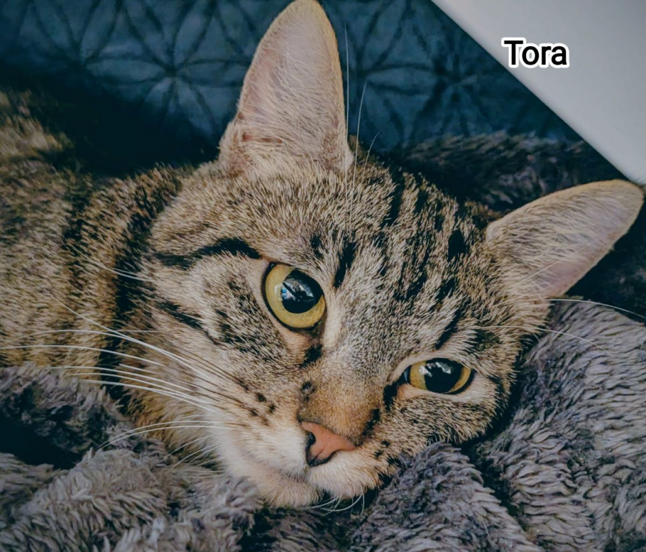 Photo #1 de TORA